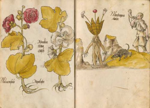 Darstellungen aus einem Arzneipflanzenbuch, wahrscheinlich aus Augsburg | © Bayerische Staatsbibliothek